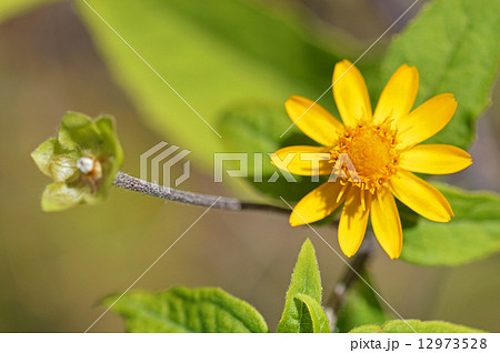 メランポジウム 12973528