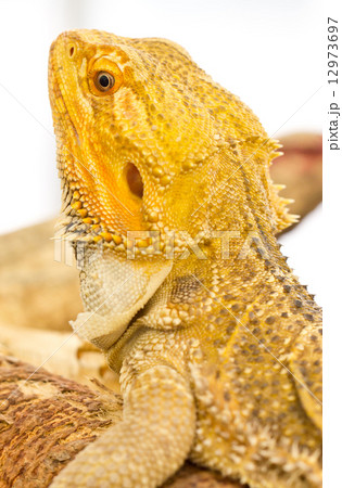 Close up of Bearded dragon. 12973697