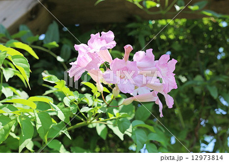 ピンクノウゼンカズラの花の写真素材
