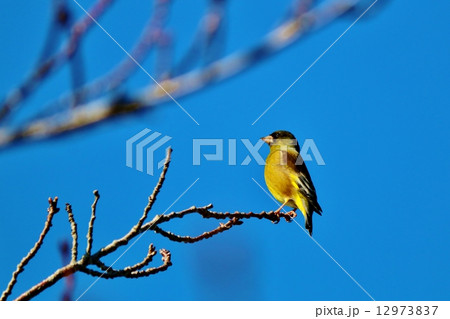 カワヒラ 12973837