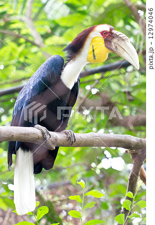 Great hornbill (Scientific name 12974046