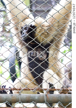 Pileated gibbon female through the baluster. (Scientific name : 12974047