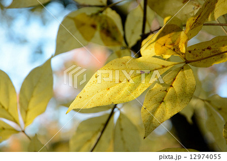タカノツメ黄葉 タカノツメ黄葉 12974055