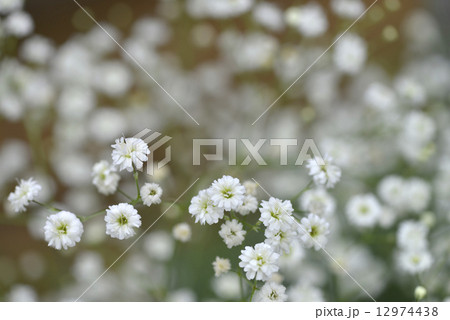 カスミソウの花 カスミソウの花 12974438