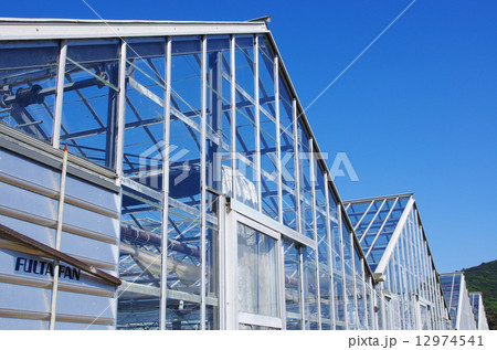 電照菊の温室 12974541