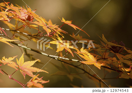 紅葉 12974543