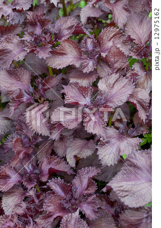 赤シソ 赤シソ 12975162