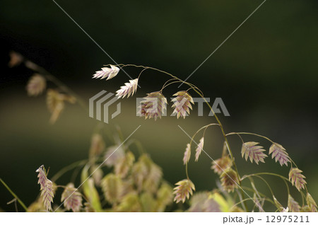 宿根コバンソウ 宿根コバンソウ 12975211