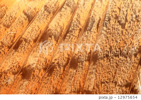 メンフクロウの羽根のアップ 12975654