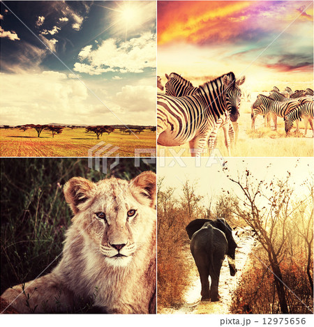 African safari 12975656