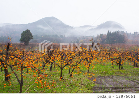 会津の柿畑2 会津の柿畑2 12976061