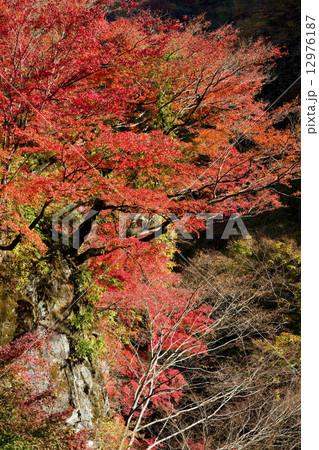 紅葉 12976187