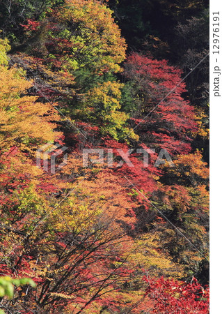 紅葉 紅葉 12976191