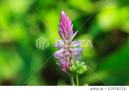 beautiful wild flower in forest beautiful wild flower in forest 12976228