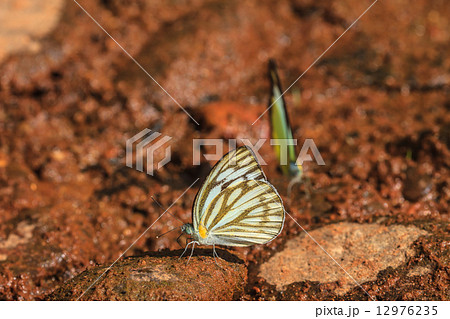 Beautiful Butterfly on ground 12976235