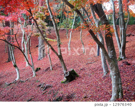【伊豆】修善寺もみじ林【秋】 12976340