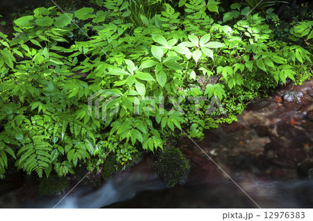 尚仁沢２ 12976383