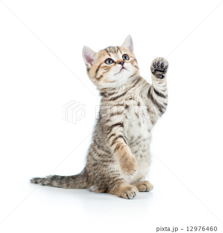 playful kitten cat 12976460