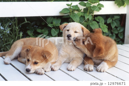 かわいい子犬 12976671