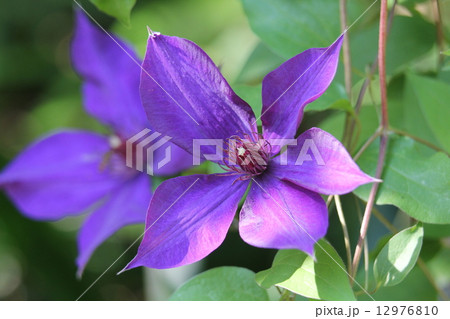 クレマチス 12976810