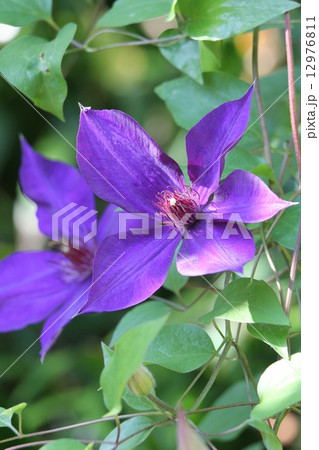 クレマチス 12976811