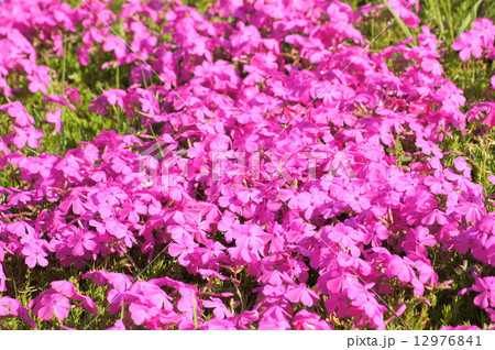 ピンクのシバザクラ ピンクのシバザクラ 12976841