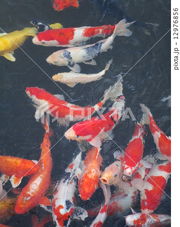 錦鯉の群れ 12976856