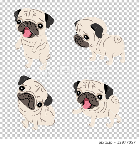 パグ02のイラスト素材
