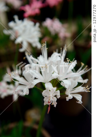 ダイヤモンドリリー 12977270