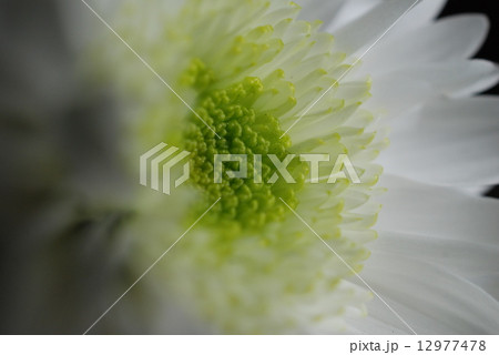 クローズアップ 12977478