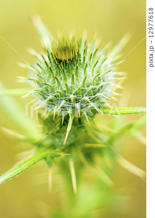 thistle 12977618