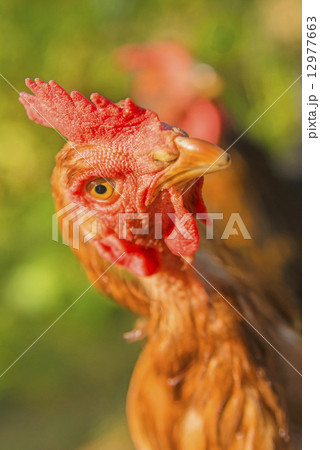 chicken looking up 12977663