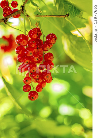 red currant at a bush 12977665