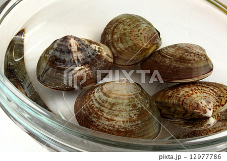 蛤　菜の花　春　生　食材 12977786