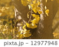 黄金色の銀杏 12977948