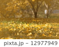 黄金色の銀杏 12977949