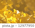 黄金色の銀杏 12977950