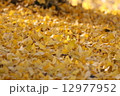 黄金色の銀杏 12977952