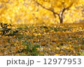 黄金色の銀杏 12977953