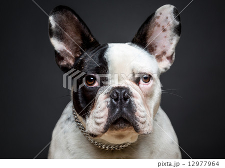 French bulldog French bulldog 12977964