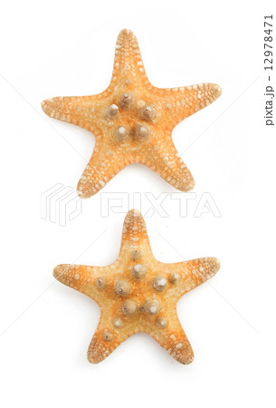 seashell  on white background 12978471