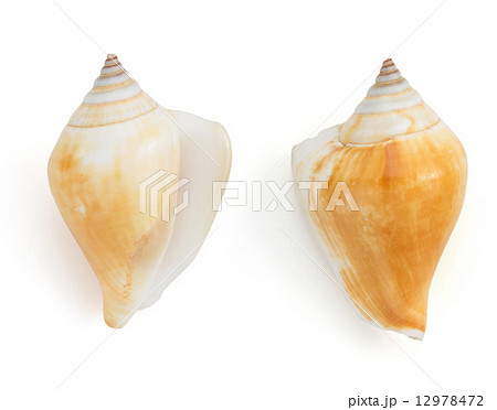 seashell  on white background 12978472