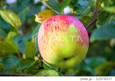 juicy ripe apple hangs on an apple-tree 12978557