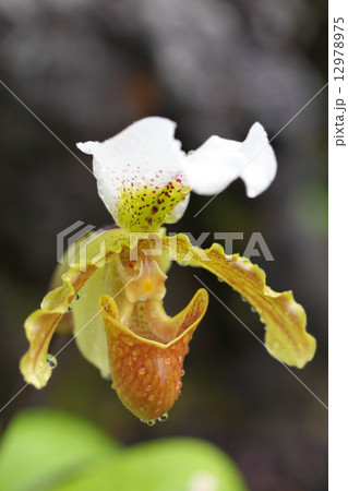 パフィオペディルムの花と雨雫 12978975