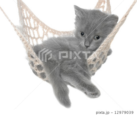 Cute gray kitten lay in hammock Cute gray kitten lay in hammock 12979039