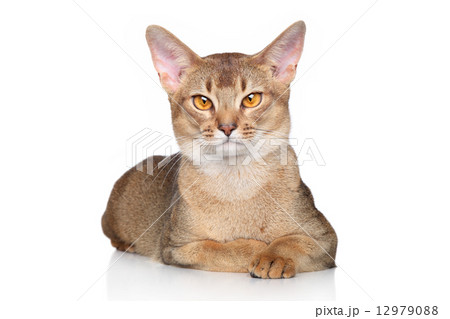 Abyssinian cat over white background 12979088