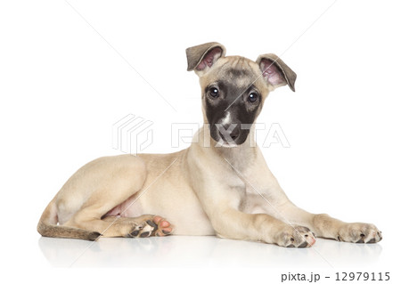 Whippet puppy lying on a white background 12979115