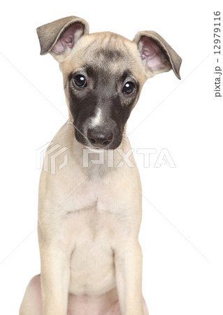 Whippet puppy on a white background 12979116