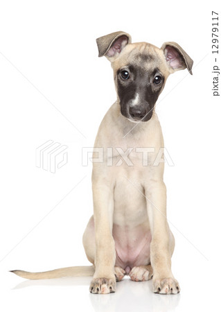 Whippet puppy portrait on white background 12979117