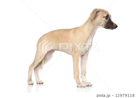 Whippet puppy on a white background 12979118